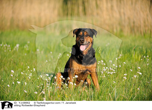 sitzender Rottweiler-Schferhund / sitting Rottweiler-Shepherd / YJ-08662