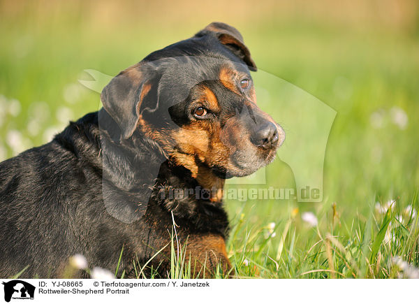 Rottweiler-Schferhund Portrait / Rottweiler-Shepherd Portrait / YJ-08665