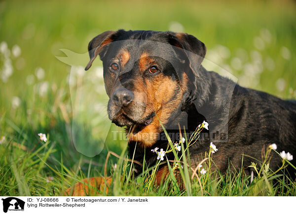 liegender Rottweiler-Schferhund / lying Rottweiler-Shepherd / YJ-08666