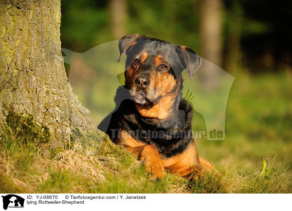 lying Rottweiler-Shepherd / YJ-08670