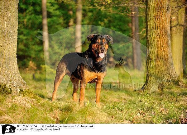 stehender Rottweiler-Schferhund / standing Rottweiler-Shepherd / YJ-08674
