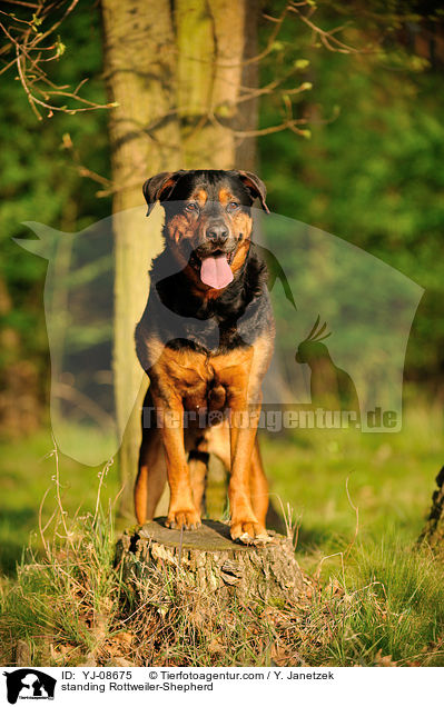 stehender Rottweiler-Schferhund / standing Rottweiler-Shepherd / YJ-08675