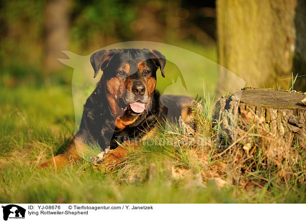 liegender Rottweiler-Schferhund / lying Rottweiler-Shepherd / YJ-08676