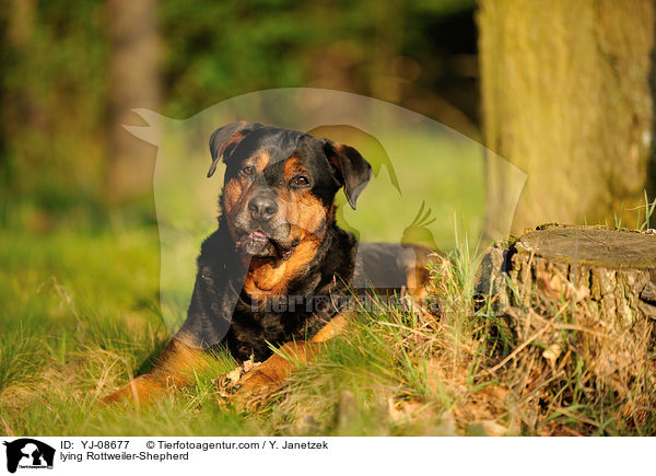 liegender Rottweiler-Schferhund / lying Rottweiler-Shepherd / YJ-08677