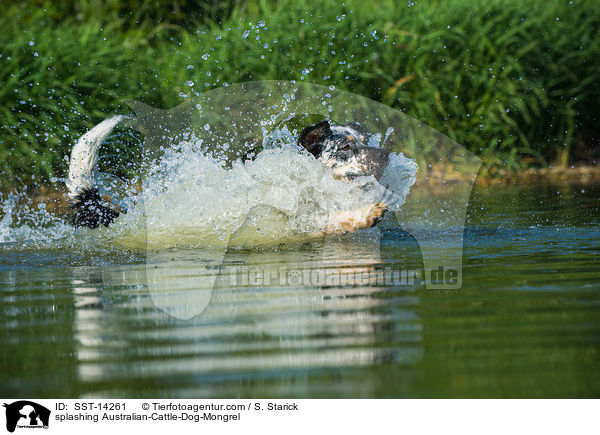 planschender Australian-Cattle-Dog-Mix / splashing Australian-Cattle-Dog-Mongrel / SST-14261