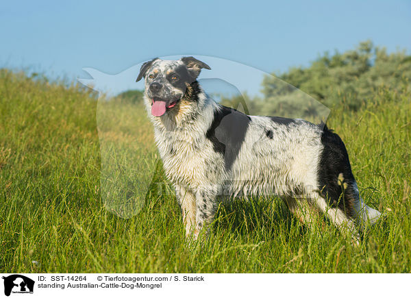 stehender Australian-Cattle-Dog-Mix / standing Australian-Cattle-Dog-Mongrel / SST-14264