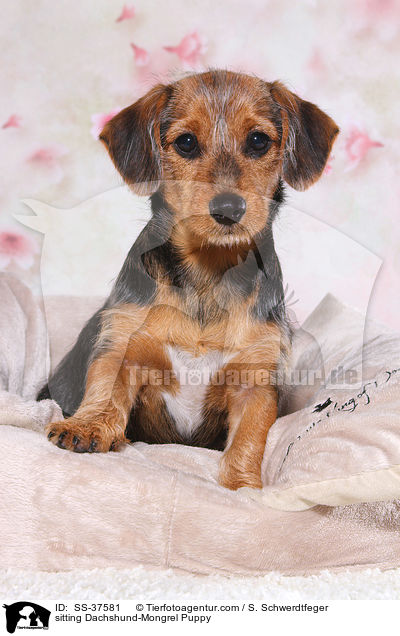 sitzender Dackel-Mix Welpe / sitting Dachshund-Mongrel Puppy / SS-37581