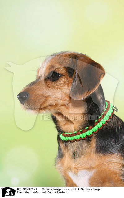 Dackel-Mix Welpe Portrait / Dachshund-Mongrel Puppy Portrait / SS-37594