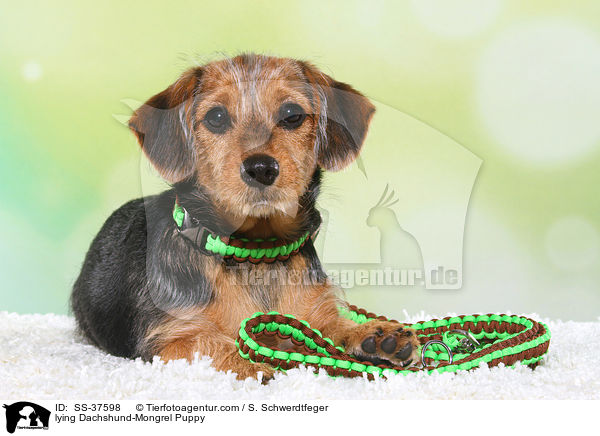 liegender Dackel-Mix Welpe / lying Dachshund-Mongrel Puppy / SS-37598