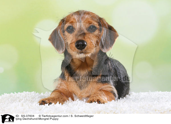 liegender Dackel-Mix Welpe / lying Dachshund-Mongrel Puppy / SS-37604