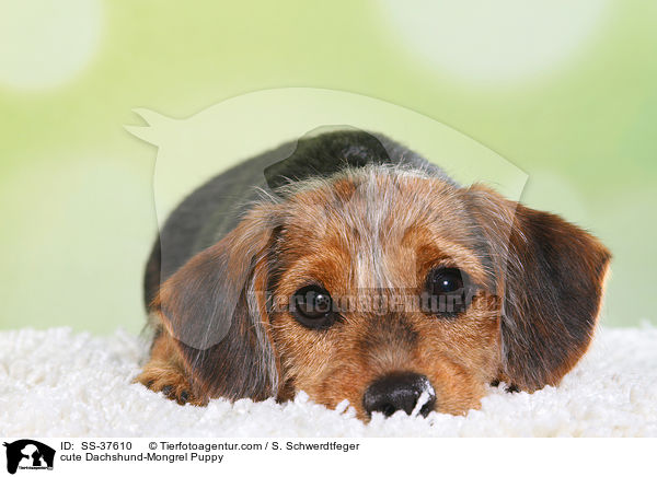 ser Dackel-Mix Welpe / cute Dachshund-Mongrel Puppy / SS-37610