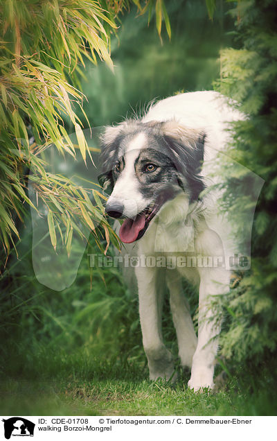 laufender Barsoi-Mix / walking Borzoi-Mongrel / CDE-01708