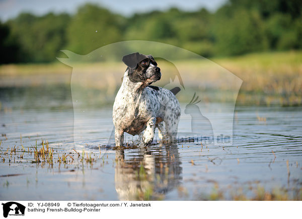 badender Franzsiche-Bulldogge-Pointer / bathing Frensh-Bulldog-Pointer / YJ-08949