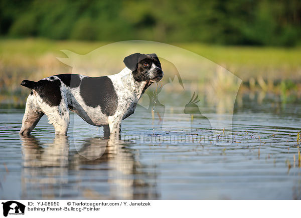 badender Franzsiche-Bulldogge-Pointer / bathing Frensh-Bulldog-Pointer / YJ-08950