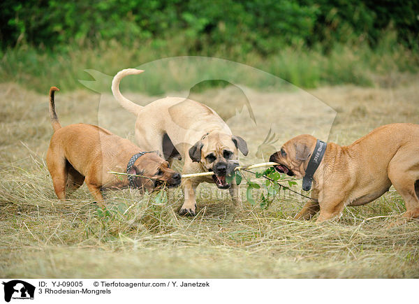 3 Rhodesian-Mixe / 3 Rhodesian-Mongrels / YJ-09005