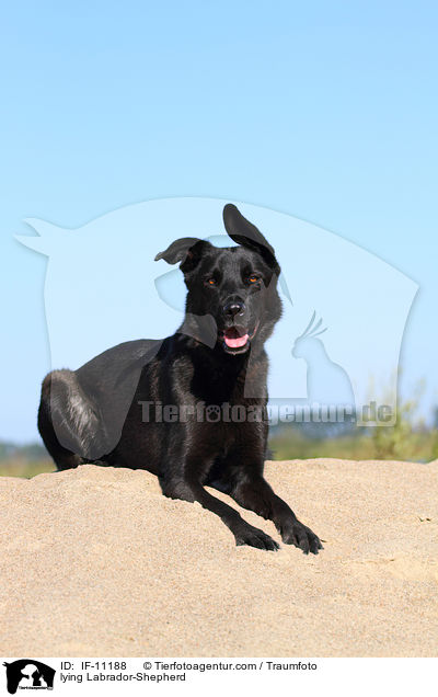 liegender Labrador-Schferhund / lying Labrador-Shepherd / IF-11188