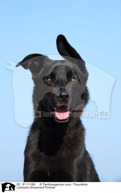 Labrador-Schferhund Portrait / Labrador-Shepherd Portrait / IF-11189