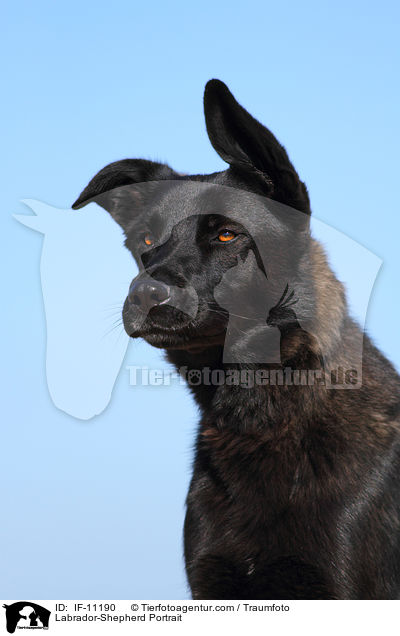 Labrador-Schferhund Portrait / Labrador-Shepherd Portrait / IF-11190