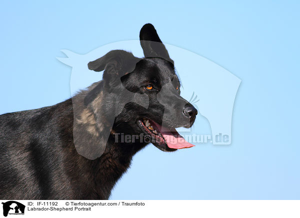 Labrador-Schferhund Portrait / Labrador-Shepherd Portrait / IF-11192