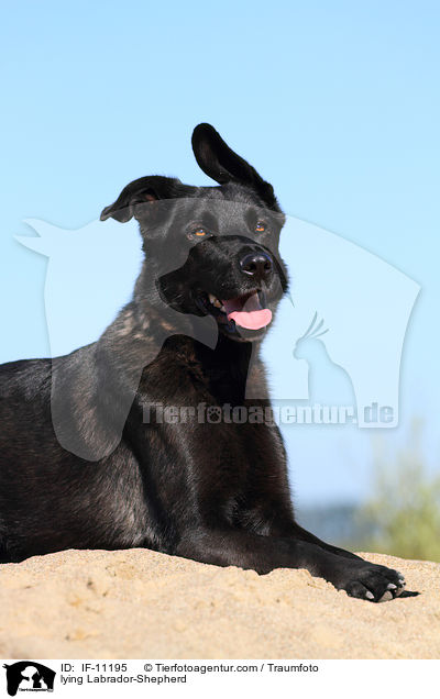 liegender Labrador-Schferhund / lying Labrador-Shepherd / IF-11195