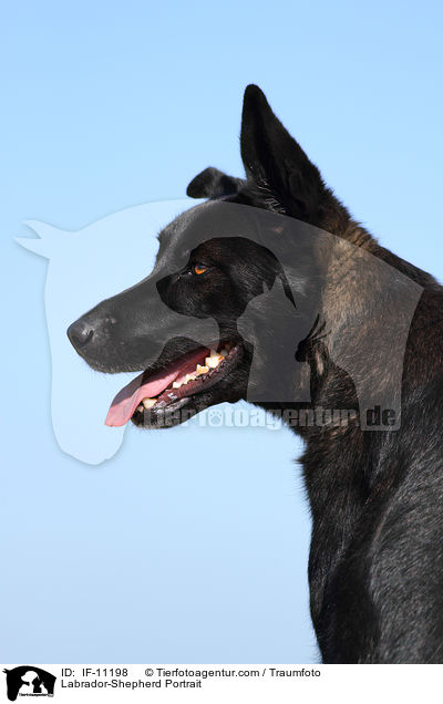 Labrador-Schferhund Portrait / Labrador-Shepherd Portrait / IF-11198