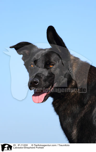 Labrador-Schferhund Portrait / Labrador-Shepherd Portrait / IF-11200