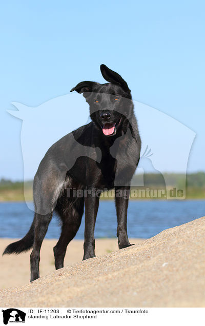 stehender Labrador-Schferhund / standing Labrador-Shepherd / IF-11203