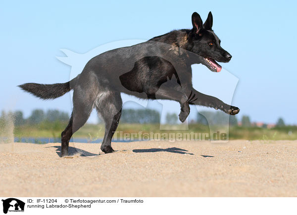 rennender Labrador-Schferhund / running Labrador-Shepherd / IF-11204