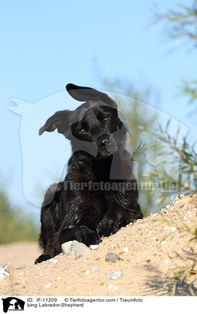 liegender Labrador-Schferhund / lying Labrador-Shepherd / IF-11209