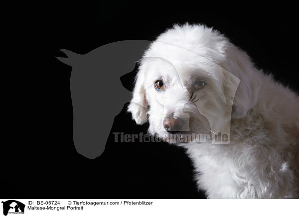 Malteser-Mix Portrait / Maltese-Mongrel Portrait / BS-05724