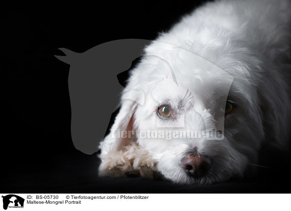 Malteser-Mix Portrait / Maltese-Mongrel Portrait / BS-05730