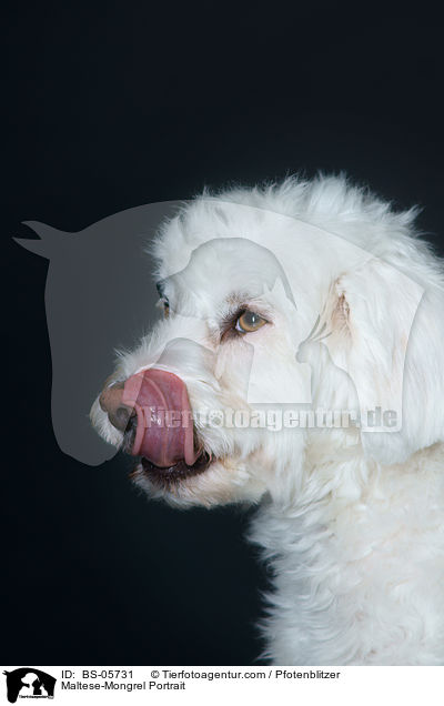 Malteser-Mix Portrait / Maltese-Mongrel Portrait / BS-05731