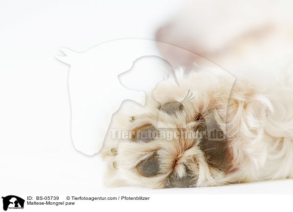 Malteser-Mix Pfote / Maltese-Mongrel paw / BS-05739