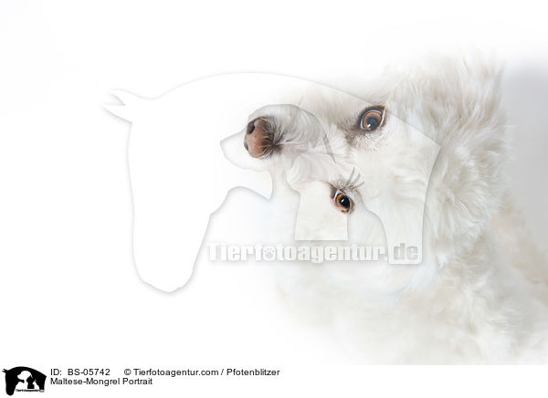 Malteser-Mix Portrait / Maltese-Mongrel Portrait / BS-05742