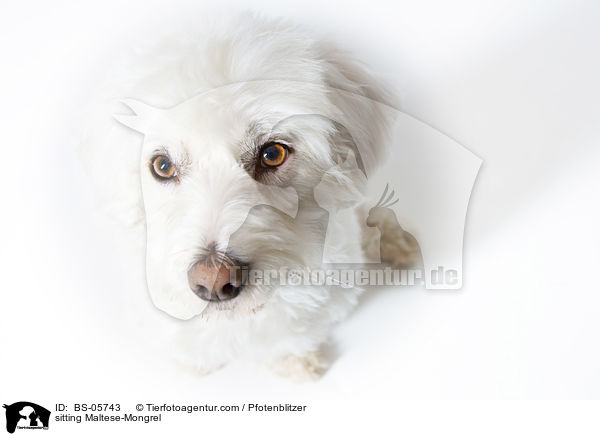 sitzender Malteser-Mix / sitting Maltese-Mongrel / BS-05743