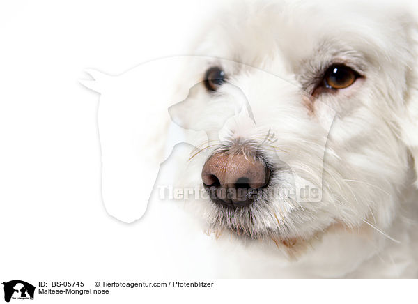 Maltese-Mongrel nose / BS-05745