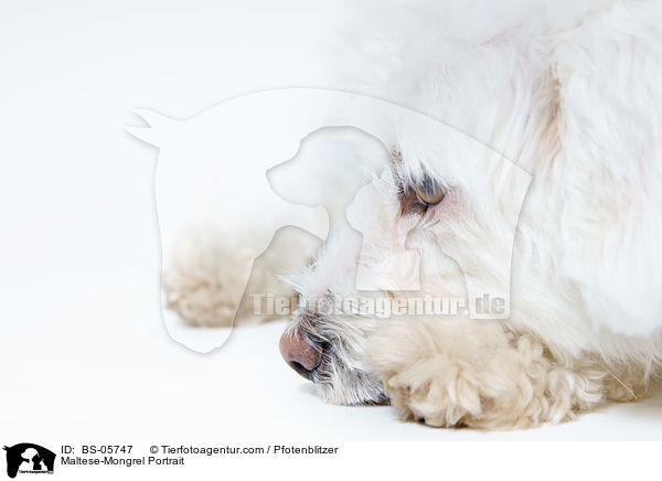 Malteser-Mix Portrait / Maltese-Mongrel Portrait / BS-05747