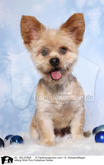 sitzender Shih-Tzu-Yorkshire-Terrier / sitting Shih-Tzu-Yorkshire-Terrier / SS-37895