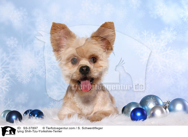 liegender Shih-Tzu-Yorkshire-Terrier / lying Shih-Tzu-Yorkshire-Terrier / SS-37897