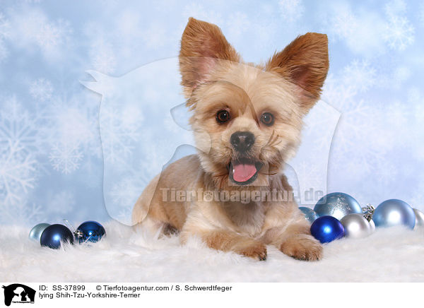 liegender Shih-Tzu-Yorkshire-Terrier / lying Shih-Tzu-Yorkshire-Terrier / SS-37899