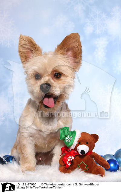 sitzender Shih-Tzu-Yorkshire-Terrier / sitting Shih-Tzu-Yorkshire-Terrier / SS-37905