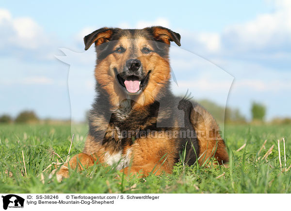 liegender Berner-Sennenhund-Schferhund / lying Bernese-Mountain-Dog-Shepherd / SS-38246