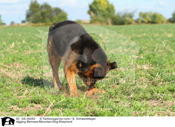 buddelnder Berner-Sennenhund-Schferhund / digging Bernese-Mountain-Dog-Shepherd / SS-38260