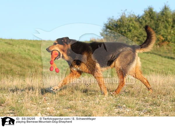 spielender Berner-Sennenhund-Schferhund / playing Bernese-Mountain-Dog-Shepherd / SS-38295