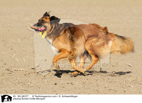 spielender Border-Collie-Mischling / playing Border-Collie-Mongrel / SS-38377