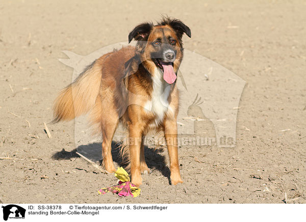 stehender Border-Collie-Mischling / standing Border-Collie-Mongel / SS-38378