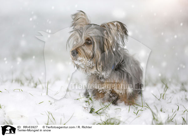 Terrier-Mischling im Schnee / Terrier-Mongrel in snow / RR-63927