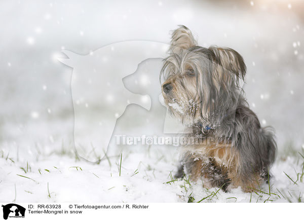 Terrier-Mischling im Schnee / Terrier-Mongrel in snow / RR-63928