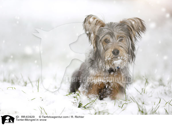Terrier-Mischling im Schnee / Terrier-Mongrel in snow / RR-63929