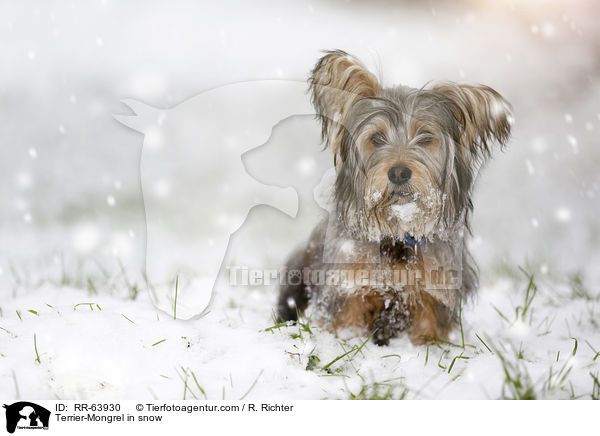 Terrier-Mischling im Schnee / Terrier-Mongrel in snow / RR-63930